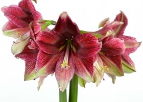 hippeastrum Tosca (1)